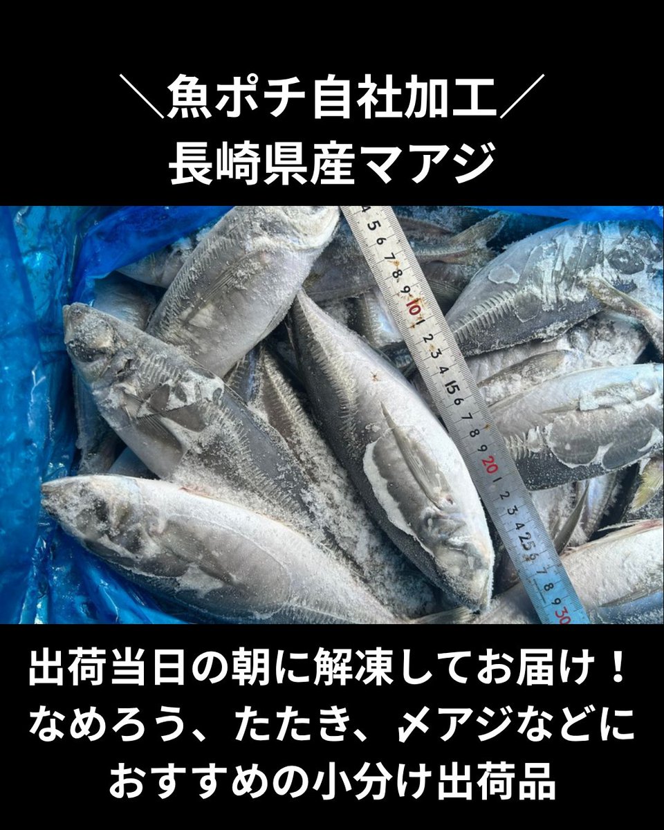 uopochi's tweet photo. 魚ポチ 今日の市況チェック🧐
8/18 半解凍長崎県産マアジ
夏場はアジの仕入れが不安定になりがち、そんなアジ難民の強い味方です🌊
長崎産、脂がのった時期に水揚げしたマアジを自社加工場で出荷当日の朝に解凍し、小分け出荷しています✨
なめろう・たたき・〆アジにも使えるコンディション😋（※冷凍のため血合いの色は多少飛びます）
 5尾セットなので仕込みの計画も立てやすく、急な欠品にも対応できます📝
 良いマアジが手に入りづらい時期に、ぜひご活用ください！

 詳しくは下のリンク先をCHECK！🔍
https://t.co/ZS54HeAINT
質問などはDMへ →
※飲食店様限定です

#アジ #マアジ #夏枯れ #仕入れ #魚ポチ