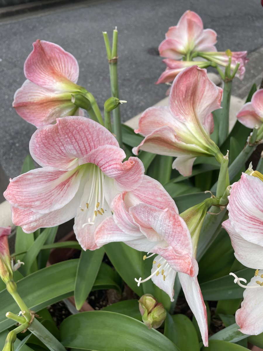 2019Genbakeiei2's tweet photo. 熊本地震、千葉の大雨の被害。日々のニュースを見る度に、人生は何が起こるかわからない。人生100年といっても短い。日々、何を考えて生きるのか。楽しみ���見つけ進むこと。今日も一日。0818 #短い人生　#楽しみを見つける https://t.co/PdZBanWifB