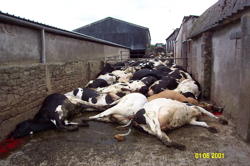 R_H_Ebright's tweet photo. Defund and dismantle the NBAF BSL-4 facility.

It is unneeded, it is expensive, it is inherently unsafe, and it is a disaster waiting to happen for the US cattle, beef, and dairy industries. https://t.co/rEN2KyrTJ5