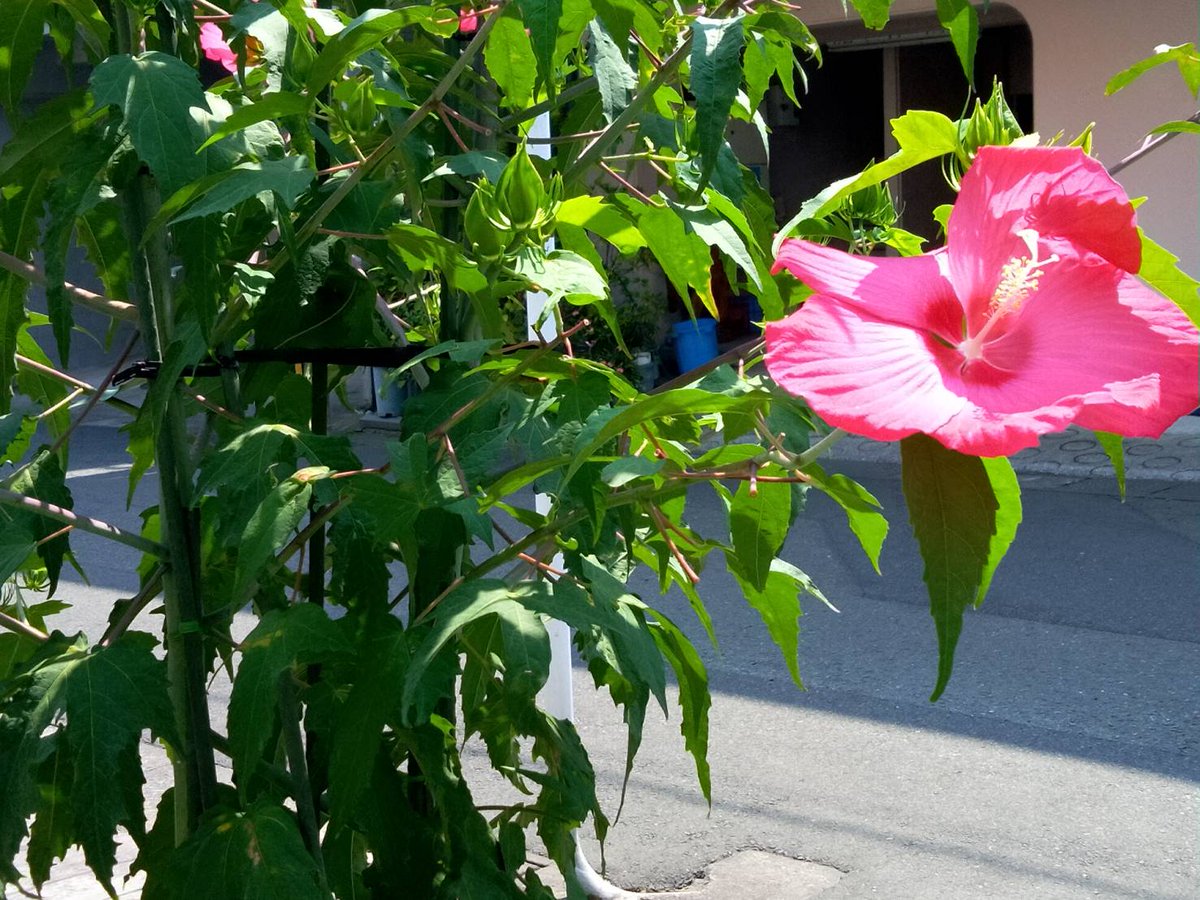 GOODDAY443016's tweet photo. 🚶＿＿＿30,6°C-65%
やはり暑いです💦 https://t.co/BmPgazlt3q