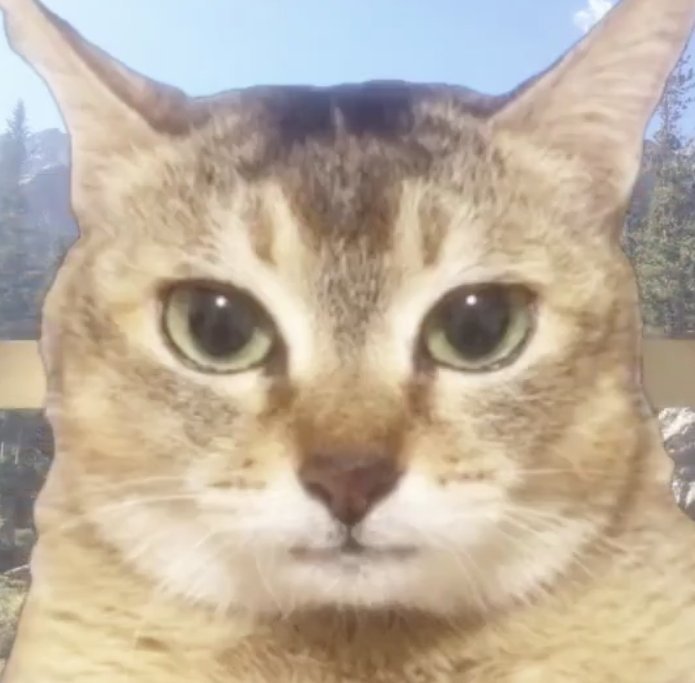 SCARY_MONSTERZ's tweet photo. Stop telling me I look like this cat. 

I do not look like this cat.

I do not. https://t.co/sUvPHfgqD1