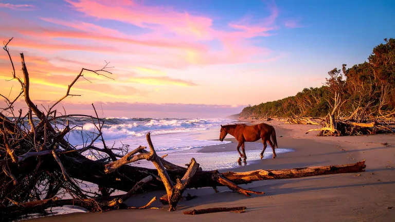 AmericasTop10's tweet photo. The History of Wild Horses on Cumberland Island – Georgia
https://t.co/aQiZvBWos0 

#wildhorses #emeraldcoast #cumberlandisland @GaStateParks @ExploreGeorgia @CumberlandIslNP https://t.co/yPNy0JWUWs