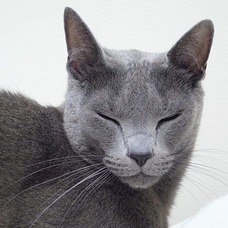 STA_thoughtless's tweet photo. 今日のアルさん。
#猫 #都工房の猫 https://t.co/m6e8TOqlkw