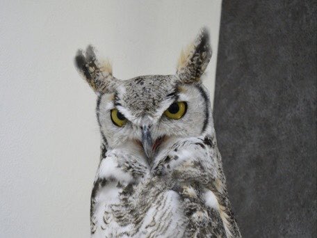 Horned_Owl2023's tweet photo. 表情豊かなホロチル🦉🦉一瞬でこれがこうなるシリーズ✨ https://t.co/iIrB4bYpQT