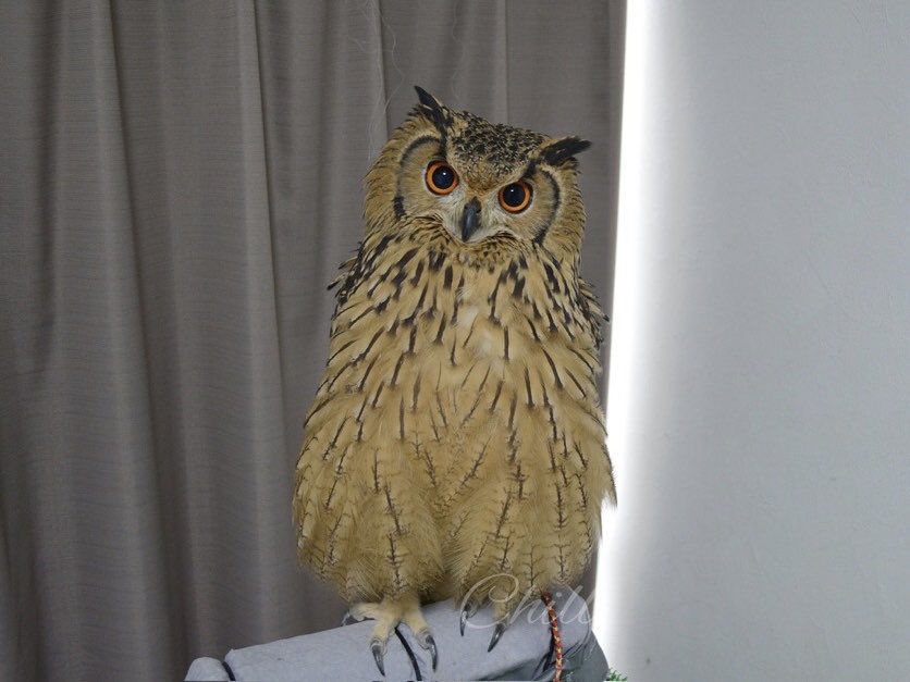 Horned_Owl2023's tweet photo. 表情豊かなホロチル🦉🦉一瞬でこれがこうなるシリーズ✨ https://t.co/iIrB4bYpQT