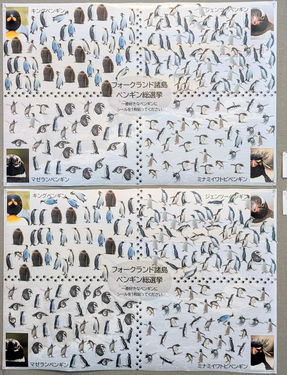 kokishnd's tweet photo. 本日も写真展が開催中です！

「with　ペンギンたちの生きる島」
8月14日～20日@東京ミッドタウン六本木 フジフイルムスクエア

フォークランド諸島ペンギン総選挙、土日もたくさんの方に投票していただきました！
ジェンツーが多めです🐧

#ペンギン https://t.co/yonqhVk61M