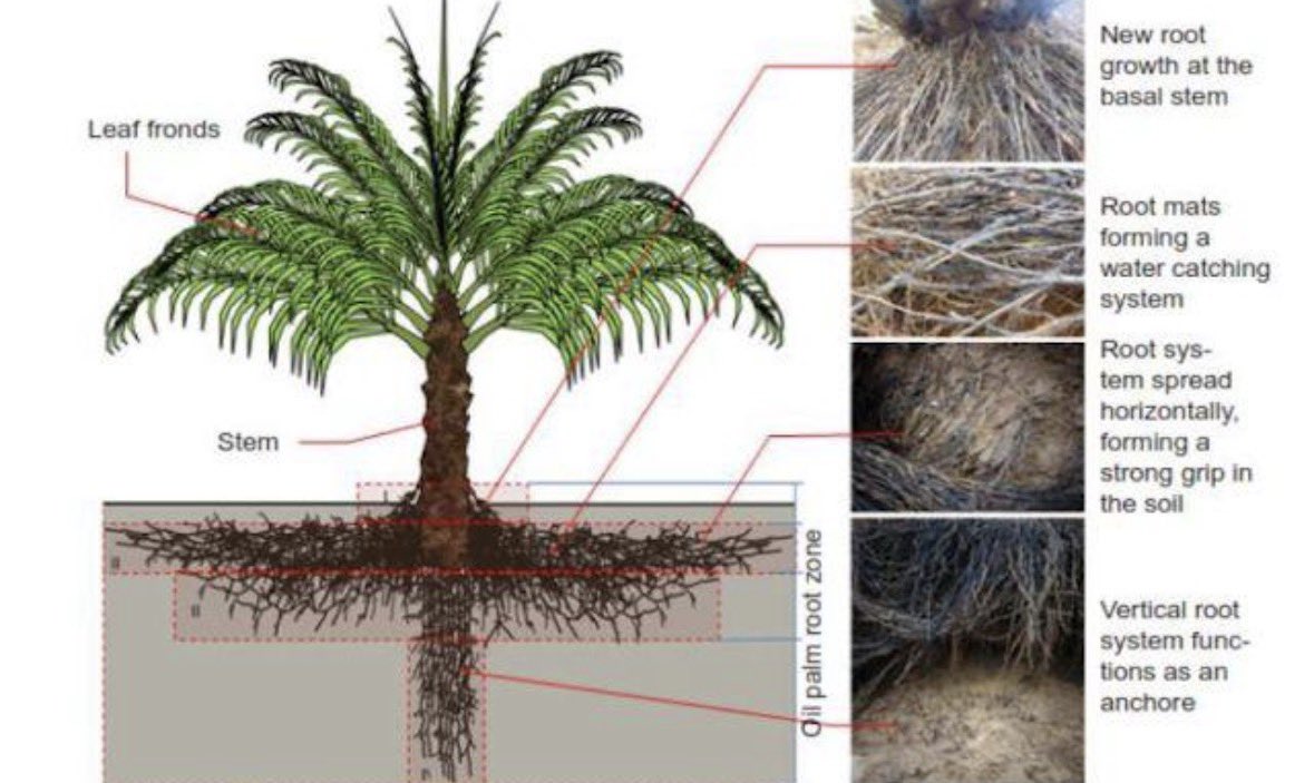 Verdapalm402's tweet photo. 🌴 LESSON 3: Anatomy of the Oil Palm Tree

Every part has a purpose! 🌱

🌱 Roots → water &amp; nutrients
🌴 Trunk → support
🍃 Fronds → photosynthesis
🌸 Flowers → pollination &amp; fruit development
🟠 FFB → produces valuable palm products https://t.co/jNruAr1BNl