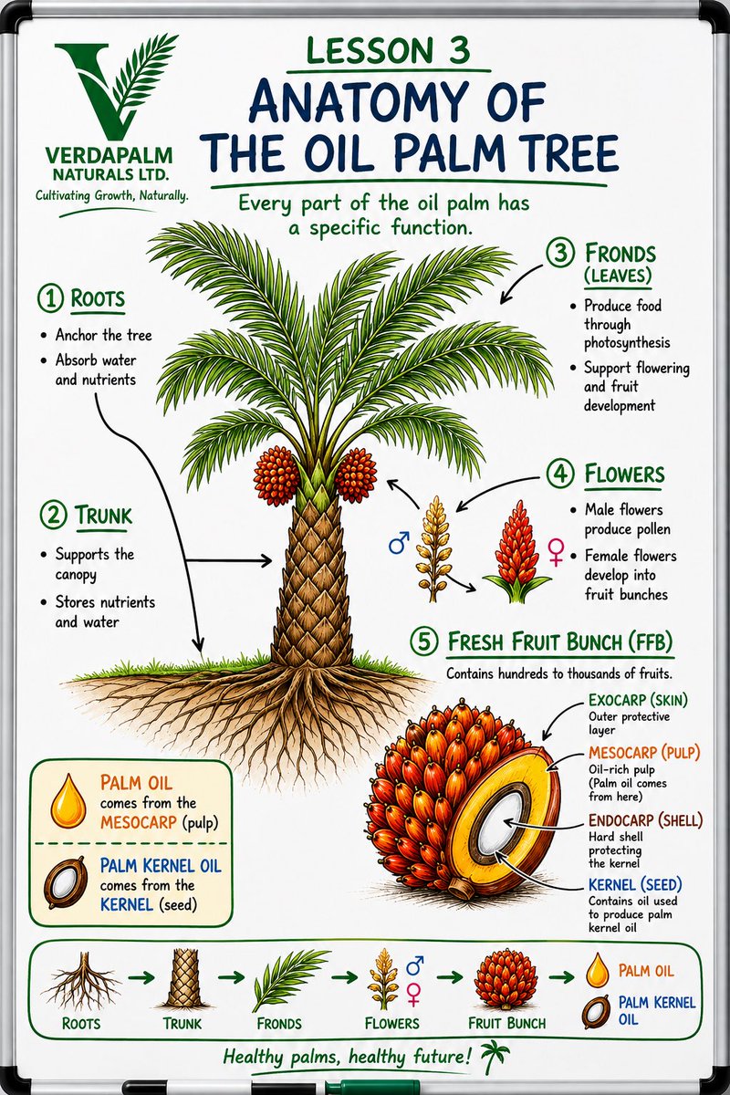 Verdapalm402's tweet photo. 🌴 LESSON 3: Anatomy of the Oil Palm Tree

Every part has a purpose! 🌱

🌱 Roots → water &amp; nutrients
🌴 Trunk → support
🍃 Fronds → photosynthesis
🌸 Flowers → pollination &amp; fruit development
🟠 FFB → produces valuable palm products https://t.co/jNruAr1BNl