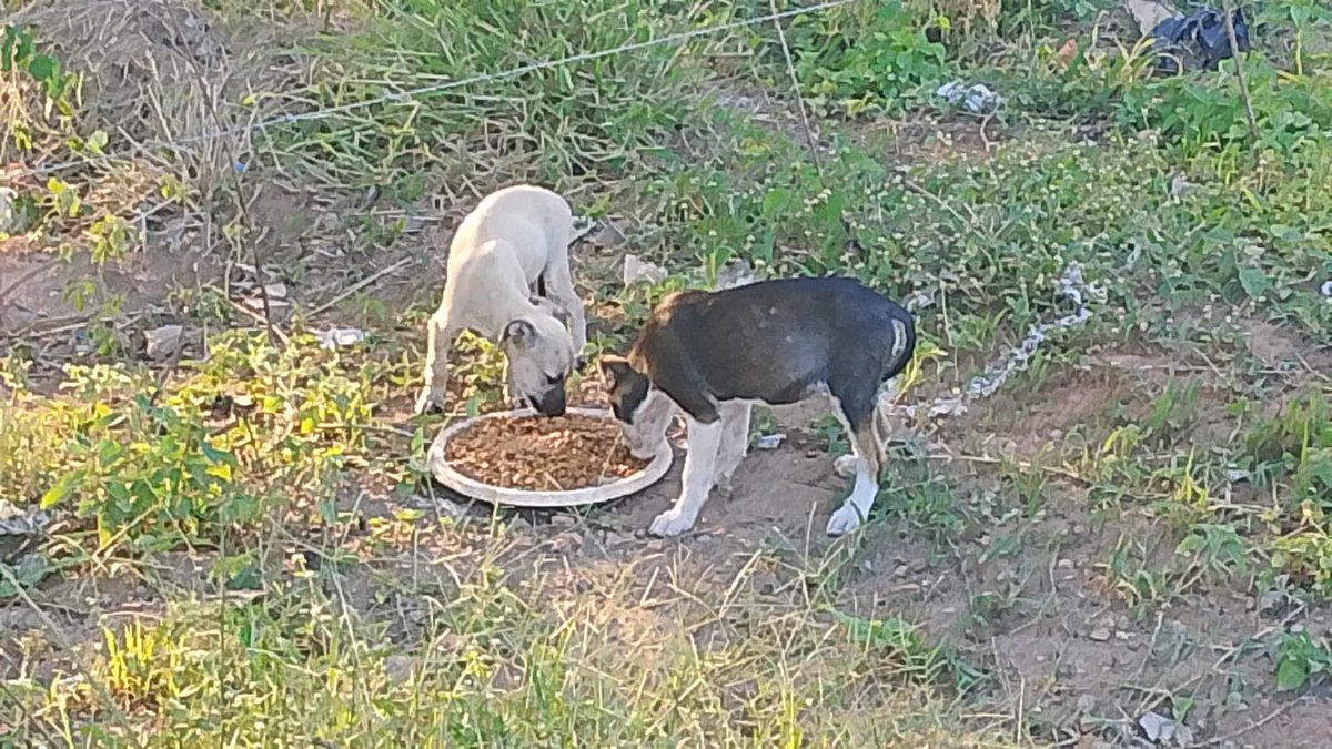di_abrigo_davi's tweet photo. Eu sou muito grata a todos vocês pelo carinho com o qual receberam ao brigo e a mim aqui. 
Agora mais vidas chegaram ao povoado, esses cachorrinhos quando falta comida atravessam a BR em e alguns perdem a vida. A comida além de encher a barriguinha os mantém longe da estrada.
Infelizmente falta ração para todos, as vidas do abrigo e as vidas que foram abandonadas. Falta areia, os gatinhos estão usando o piso do abrigo. Faltam as telas que tanto precisamos e conseguir fazer os muros e o canil parece um sonho tão distante de nós que chega a doer o coração.

Se desejar ajudar o abrigo não precisa ser somente no pix, o importante é a ajuda chegar, por isso, eu vou deixar também aqui o contato da loja e nosso endereço para quem preferir enviar ajuda. 

Pix do abrigo 
CPF: 142.404.268-20
abrigodavichuvisco@gmail.com 
( Adervan dos Reis)

Contato  da loja AgroVet (75)  99906-5416

Cidade: Antas  Bairro: Entroncamento 
Rua do Comércio número 10
Estado: Bahia  CEP: 48420 000
Diégina Ramos dos Reis
Contato (75) 987110558