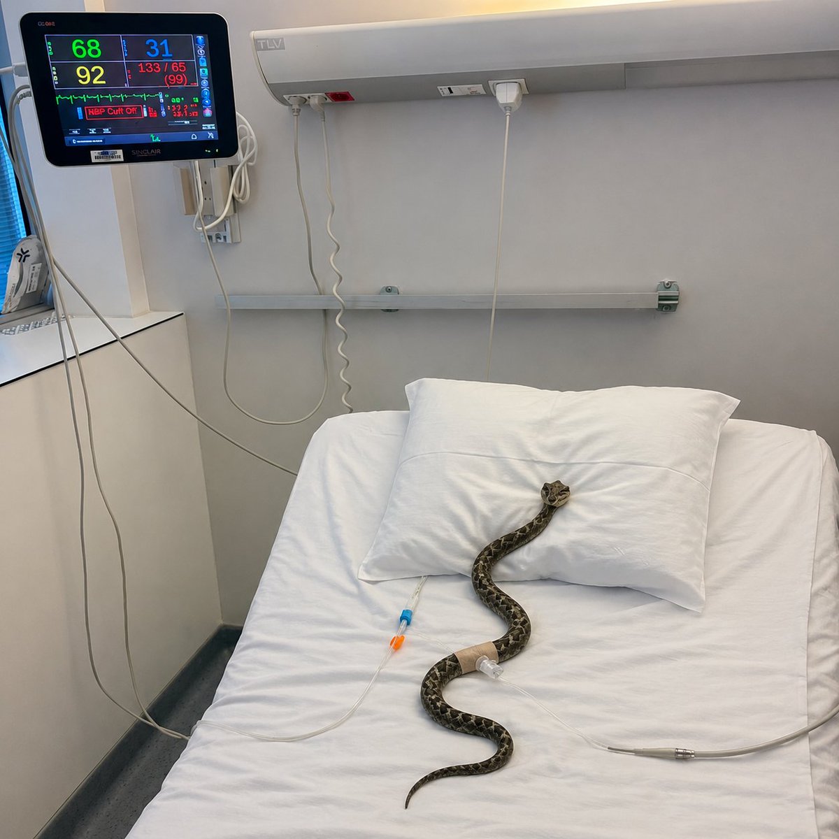 chatloyaliste's tweet photo. 🚨 INSOLITE — Une vipère aurait été hospitalisée en urgence pour intoxication après avoir mordu Manon Aubry. https://t.co/x3Du1oiLV5