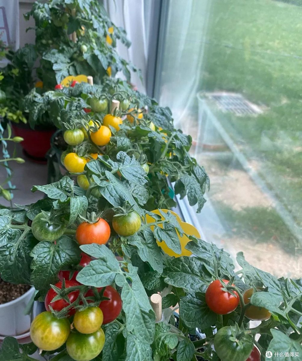 FichantC's tweet photo. My small balcony now has fresh tomatoes and basil—who would’ve thought a 1-meter space could turn into my little harvest spot this month https://t.co/cr2Br6lYV7