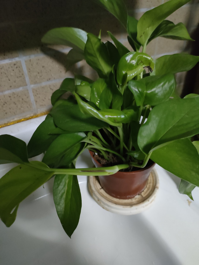 AtabayVenus's tweet photo. Pro tip for your pothos! Keep soil slightly moist u0026 place in bright indirect light → it’ll thrive with little fuss. https://t.co/fTTvKjNd0i