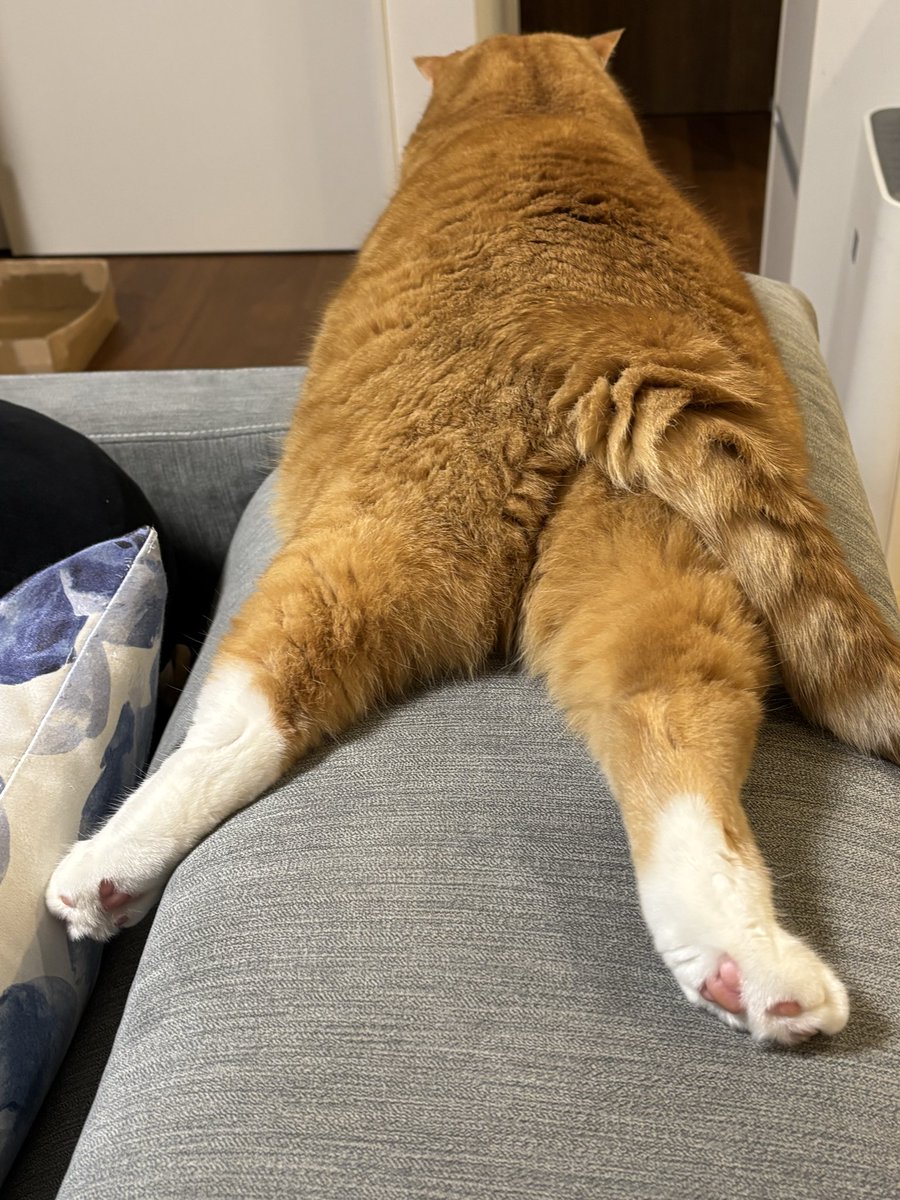 GoodLife_Cat tweet picture