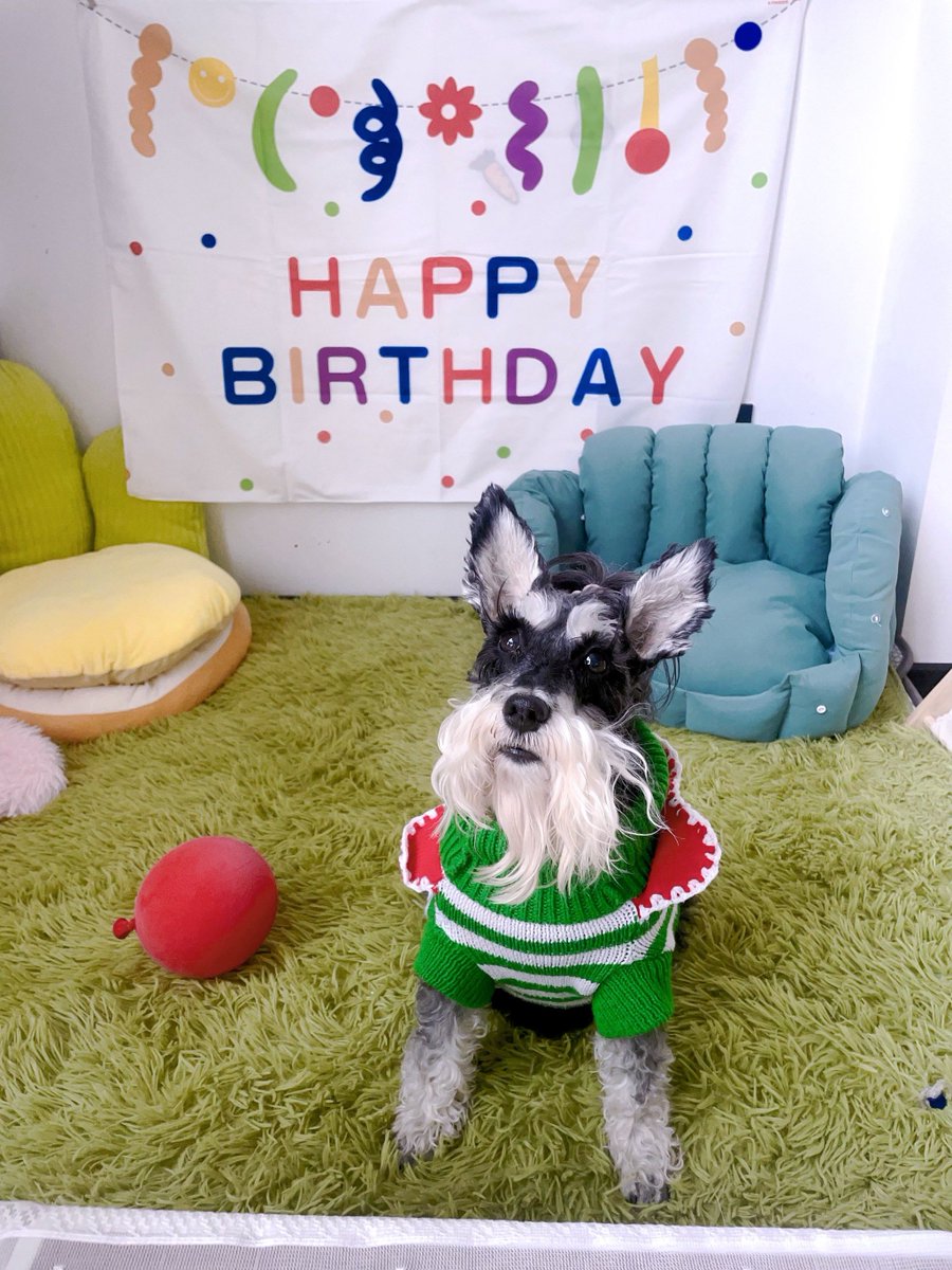 mzhale85's tweet photo. My rescue pup turns 1 today! This little ball of fur has stolen every piece of my heart u0026 made even ordinary days feel like adventures. Forever grateful for this loyal sidekick. https://t.co/NBo07bMhts