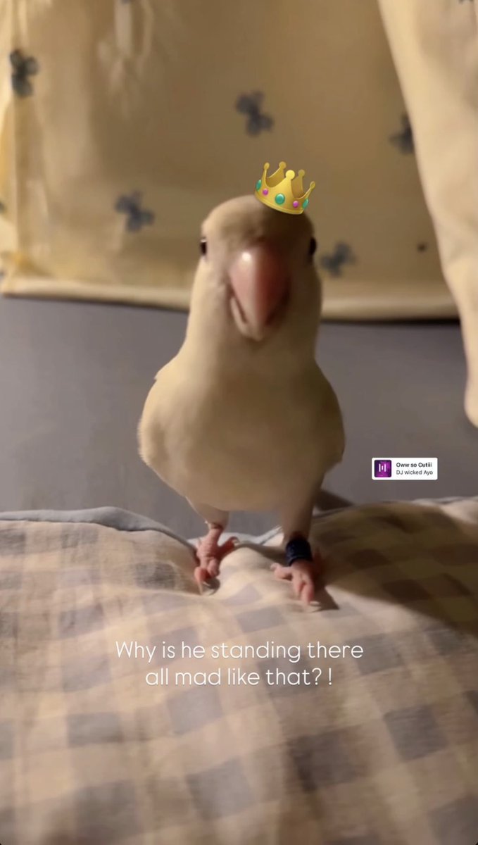 Qill8_'s tweet photo. The side eye 🐤 https://t.co/GMElJXWqiq