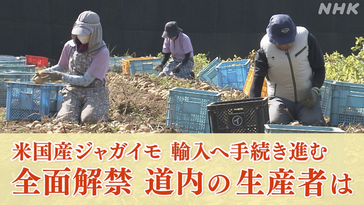 nhk_hokkaido's tweet photo. アメリカが日本に
ジャガイモの全面的な輸入解禁を求めていて
手続きが進んでいます
道内の生産者は警戒感を高めています

ほっとニュース北海道では
記者解説をまじえて詳しくお伝えしました

番組の見逃し配信はNHK ONEで↓
https://t.co/iC2eJiJYGJ

配信期限8月24日(月) 午後6:45 https://t.co/KYQbDfe2JI