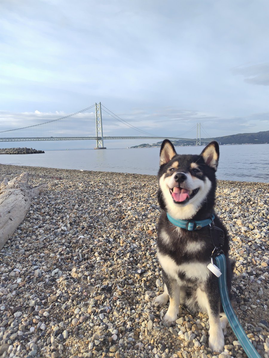 OrangeQun's tweet photo. 今朝はいつもと違う散歩コース🐾
潮風が気持ちいい🐚🌊🛳️
若い黒柴さんにも出会えたし楽しかったね💙💚
朝ごはん食べたら帰りますよ🏠️
お留守番犬よろしくね🐶 https://t.co/bjsCELbmye
