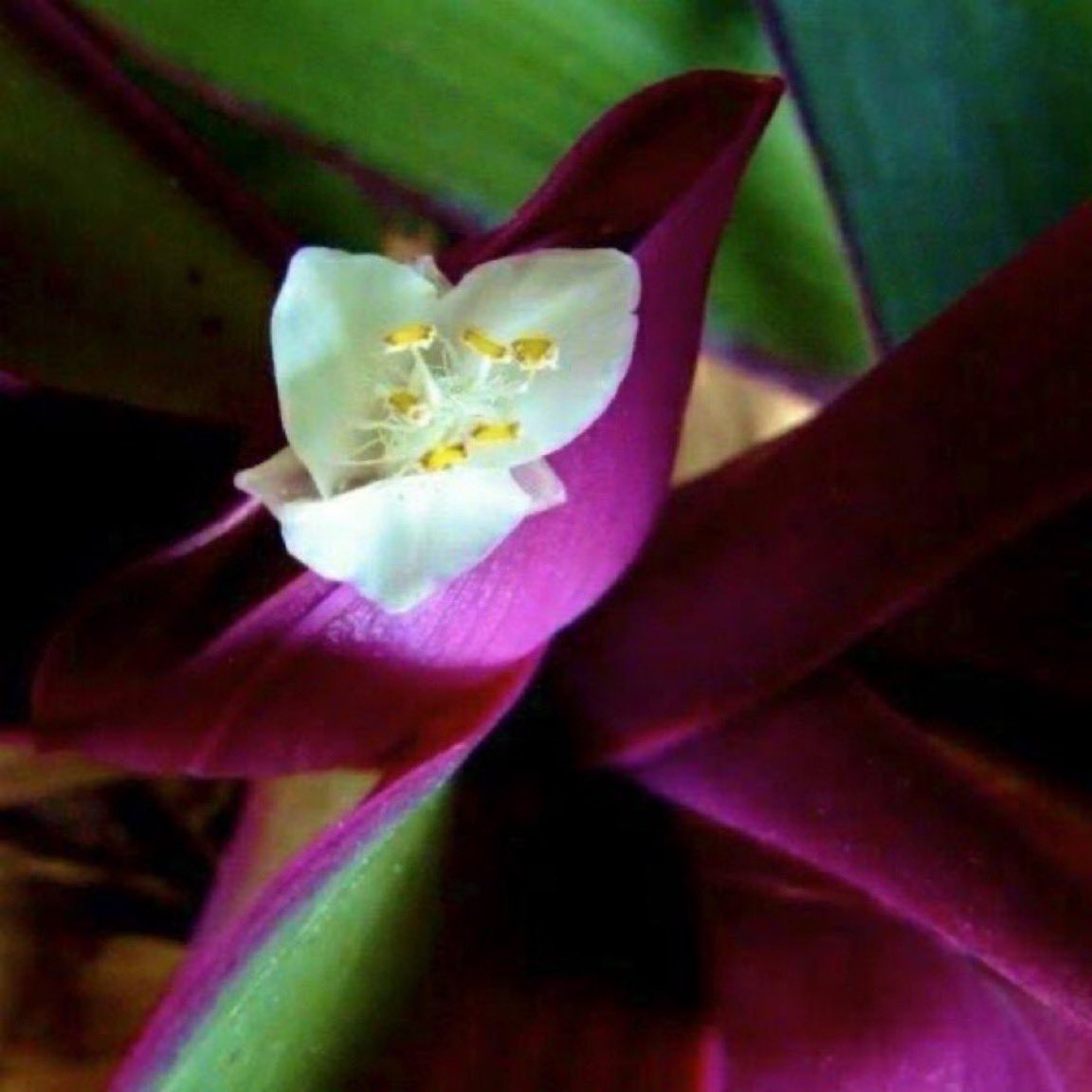 lilacblueblue's tweet photo. 8月18日の花：ムラサキオモト(紫万年青)
花言葉：航海

ツユクサ科ムラサキオモト属
由来：葉の裏が紫色でオモトに似ている為
別名：シキンラン(紫金蘭)、ロエオ・ポートリリー
渡来：江戸時代
開花期：7～8月
原産地：メキシコ南部、熱帯アメリカ
生薬の効能：腹痛、下痢、嘔吐等

#ﾅｴ花言葉 https://t.co/YtkffOoI9t