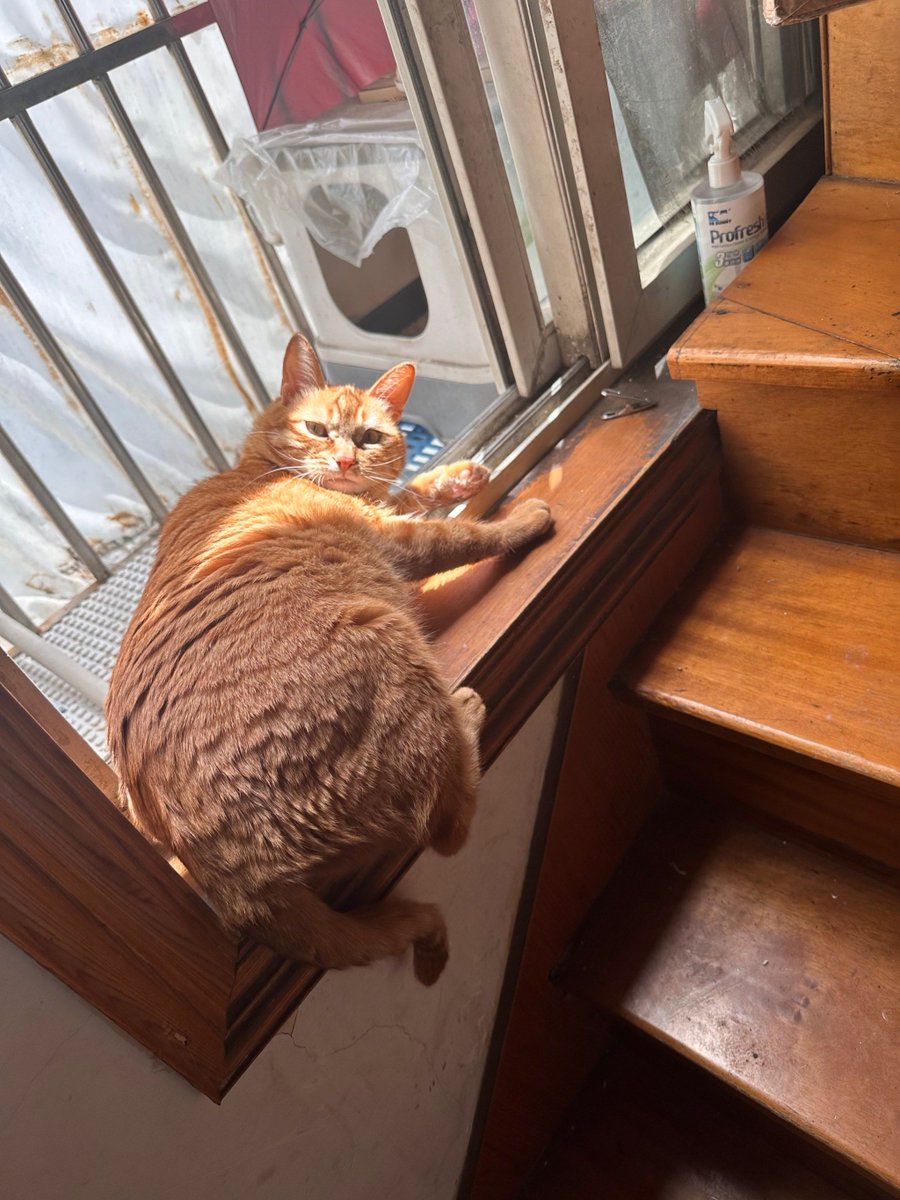 TLashaayy's tweet photo. Taking a 5-minute coffee break just to watch a cat stretch outside the office window. Work can wait a little longer, right https://t.co/hZepwzBvnN
