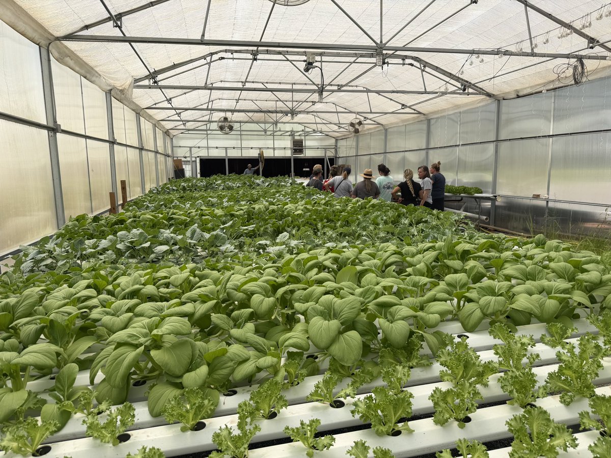 STEMcobb's tweet photo. #STEMCobb teachers had the opportunity to get hands-on for PL today at the KSU Field Station hydroponics lab! 🌱 They focused on life science &amp; math standards that apply to this sustainable farming approach &amp; got to take plants and seeds back to their labs! https://t.co/8IfXJq361F