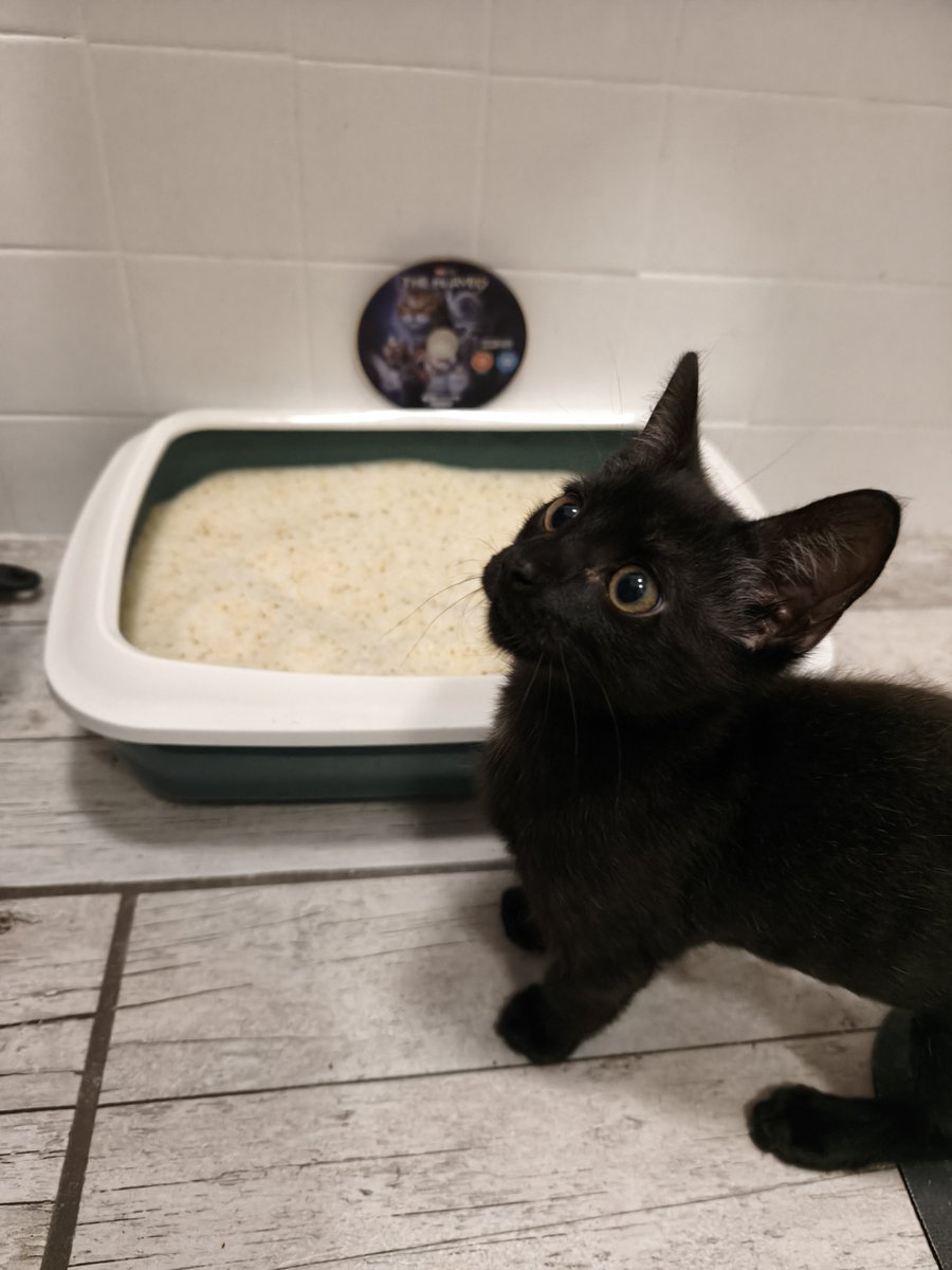 Ze_Redge's tweet photo. Il a l'air autant ravi que moi 🥲
#ShadowTheChaton #TheMarvels #Navet https://t.co/Z74cl8unlp