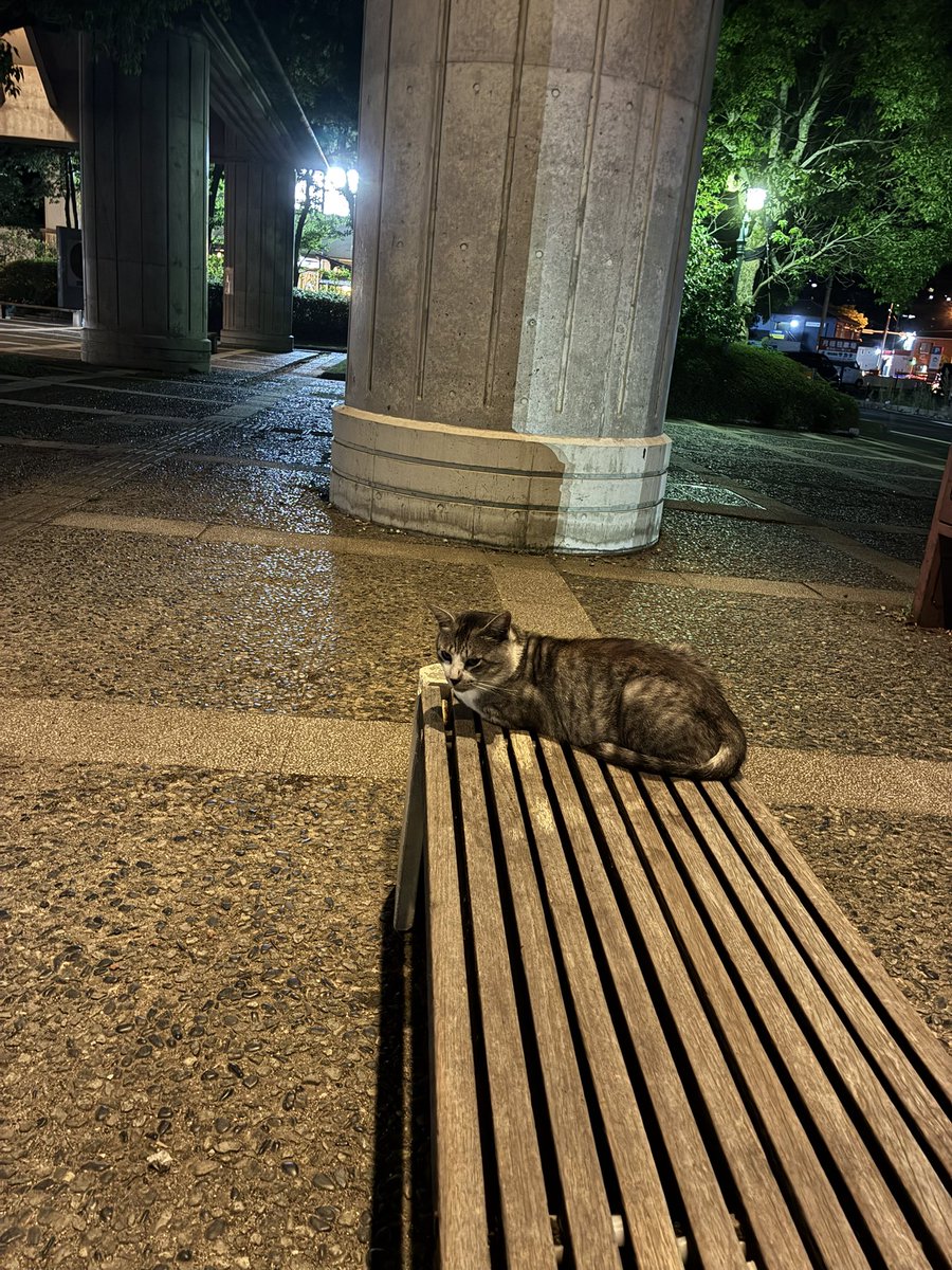 kameo1995's tweet photo. ベンチの端っこに猫が座っていました。
邪魔をしないよう反対の端に座りました。
しばらくの間、互いに干渉せずに過ごしていたのですが、いつの間にか隣にいました。 https://t.co/VdILvpEBfo