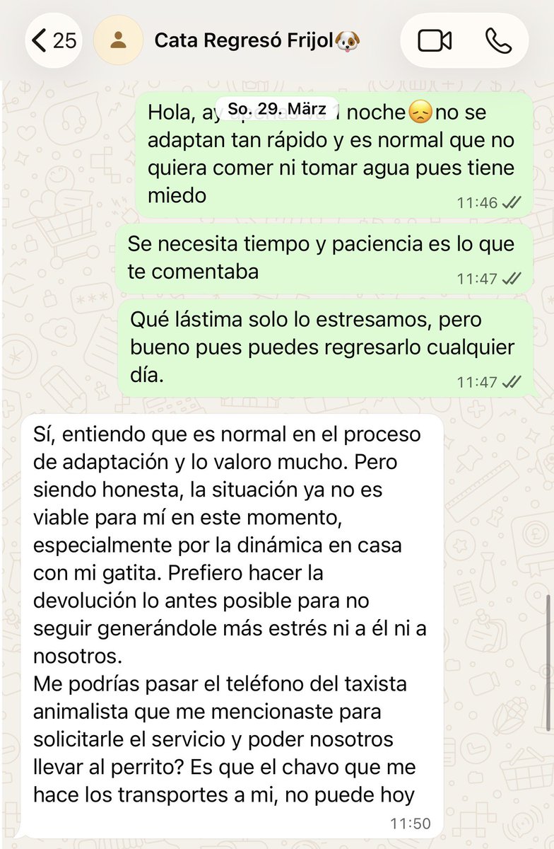 H_Limoneros's tweet photo. Pueden creerlo? Siempre damos seguimiento y esa fue su respuesta cuando les pregunté que cómo había pasado la 1era noche… dijeron “Prefiero hacer la devolución lo antes posible” como si fuera un artículo que no llegó como esperaban😒qué pasa con el compromiso con ellos? No es justo.. se les explicó que Frijol era muy tímido y que estaba acostumbrado a estar con sus hermanos en el refugio siendo su lugar seguro, ni siquiera explicando las cosas entendieron, Frijol es tímido pero es muuuy cariñoso y falderito, depende mucho de su hermano Menta, nos costó que se sintiera en confianza para salir a sus paseos pero cuando va con su gemelo si sale🥰

Se hizo un protocolo y parecían muy buenos adoptantes.. desafortunadamente a veces pasan cosas así que te demuestran que no hay compromiso de su parte y ni modo, mejor regrésenlos a que los tengan en mal estado o peor.
👉🏼Quién dice yo? Adopta un negrito, Adopta a Frijol🖤
-Protocolo: Esterilizado / Vacunado / Desparasitado

🔺Si te interesa adoptarlo por favor llena el formulario👉🏼https://t.co/5erVc43SsU 🙏🏼y si te interesa darle hogar temporal hasta que le encontremos una familia mándame mensaje👉🏼 https://t.co/fnHYT3mDb6