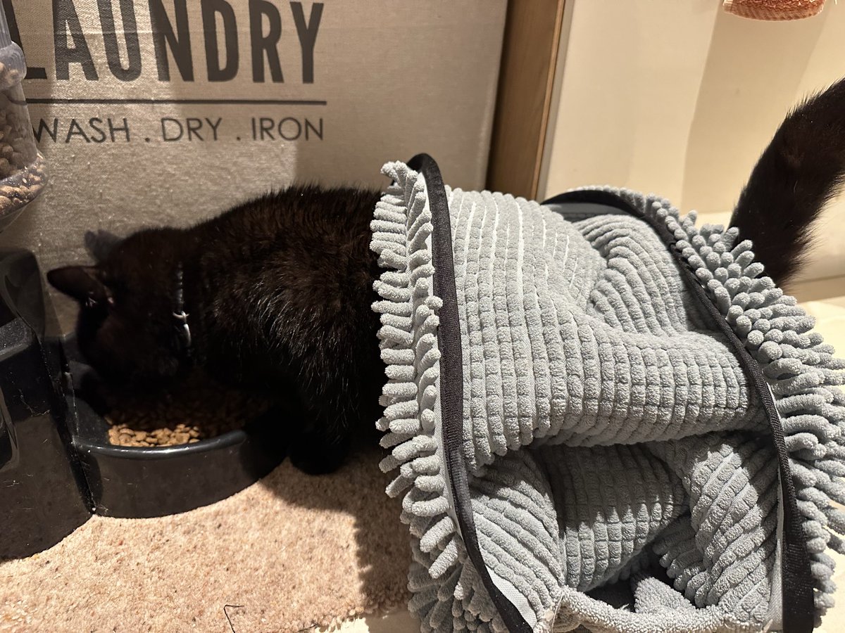 MunchPudding's tweet photo. Goodnight furiends! 😻 I have only just come in as I was excited by the rain ☔️  🕙 The water butt is filling up again nicely, what a great sound! 💧 And I’ve had my first #Grumple in ages! 💦   #Hedgewatch Time for early bed now 💤 🛏️ https://t.co/qFE0HQ6Mwy