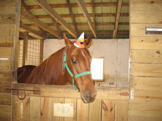 horseimage's tweet photo. celebrate https://t.co/vR48t2Com2