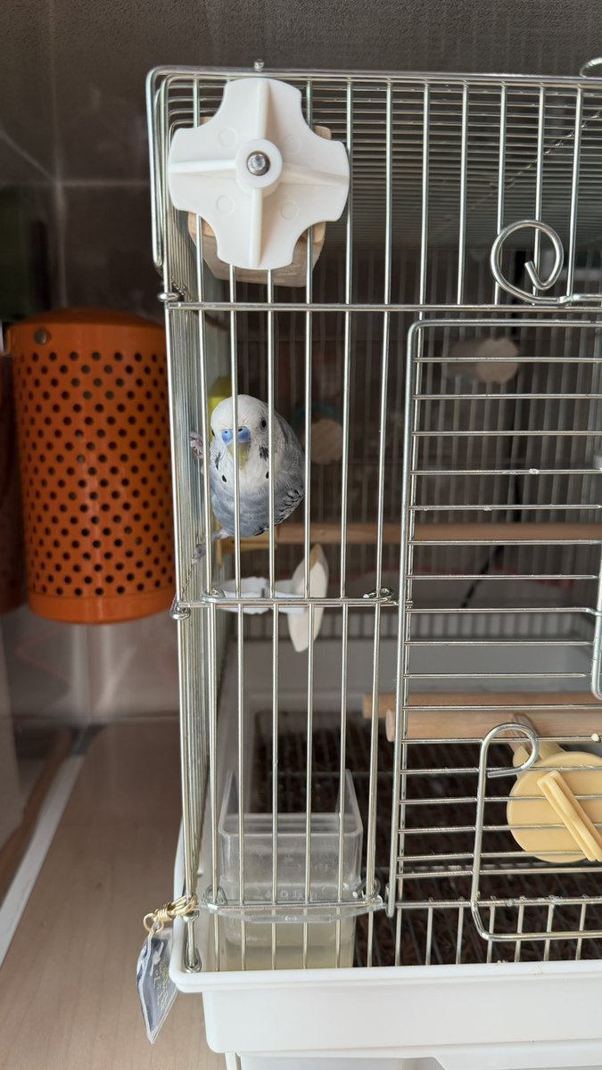 HAL_21st's tweet photo. まだ朝早いから布掛けて寝かせてたのに、ｼﾞｬｯていうから開けたらこれ https://t.co/s0zs6HMXv9