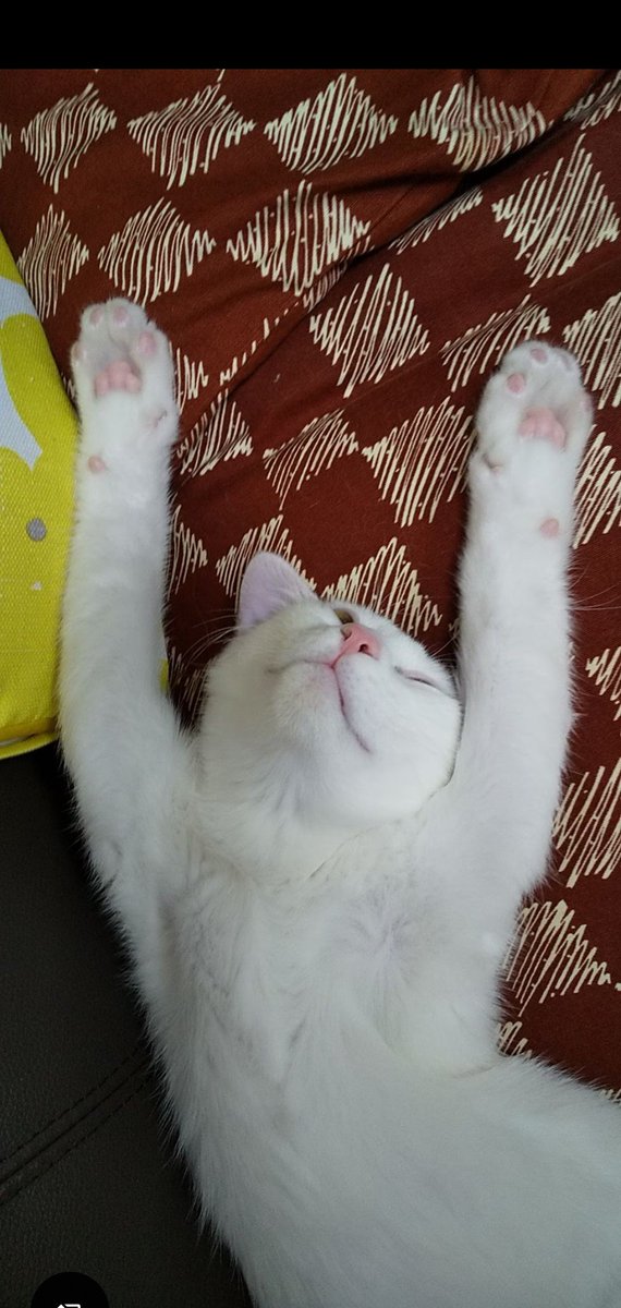 count3_'s tweet photo. 昨夜、我が家の猫『潮（うしお）』が虹の橋へ行ってしまいました、まだ４歳でした。潮は名も無い野良猫でしたが優しい方に保護され、縁あってうちの子になりました。とても穏やかで甘えん坊な子でした。良かったら供養の代わりに元気だった頃の潮の姿を見てやって下さい。 https://t.co/op47yosCUl
