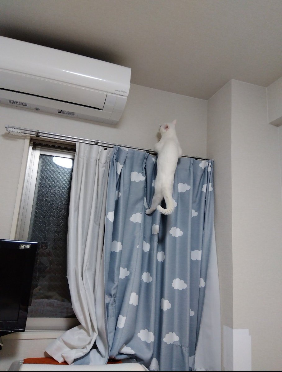 count3_'s tweet photo. 昨夜、我が家の猫『潮（うしお）』が虹の橋へ行ってしまいました、まだ４歳でした。潮は名も無い野良猫でしたが優しい方に保護され、縁あってうちの子になりました。とても穏やかで甘えん坊な子でした。良かったら供養の代わりに元気だった頃の潮の姿を見てやって下さい。 https://t.co/op47yosCUl