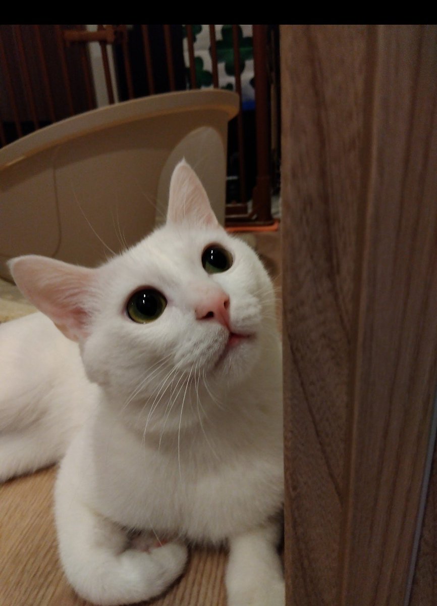 count3_'s tweet photo. 昨夜、我が家の猫『潮（うしお）』が虹の橋へ行ってしまいました、まだ４歳でした。潮は名も無い野良猫でしたが優しい方に保護され、縁あってうちの子になりました。とても穏やかで甘えん坊な子でした。良かったら供養の代わりに元気だった頃の潮の姿を見てやって下さい。 https://t.co/op47yosCUl