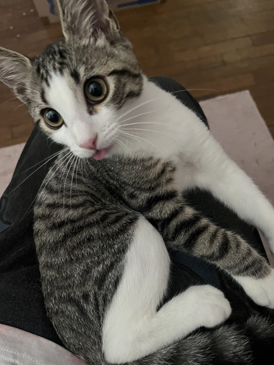 MatyLeGentiI's tweet photo. fusée chaton core #chat #cat #kitten #chaton https://t.co/gg6PLzX5xR
