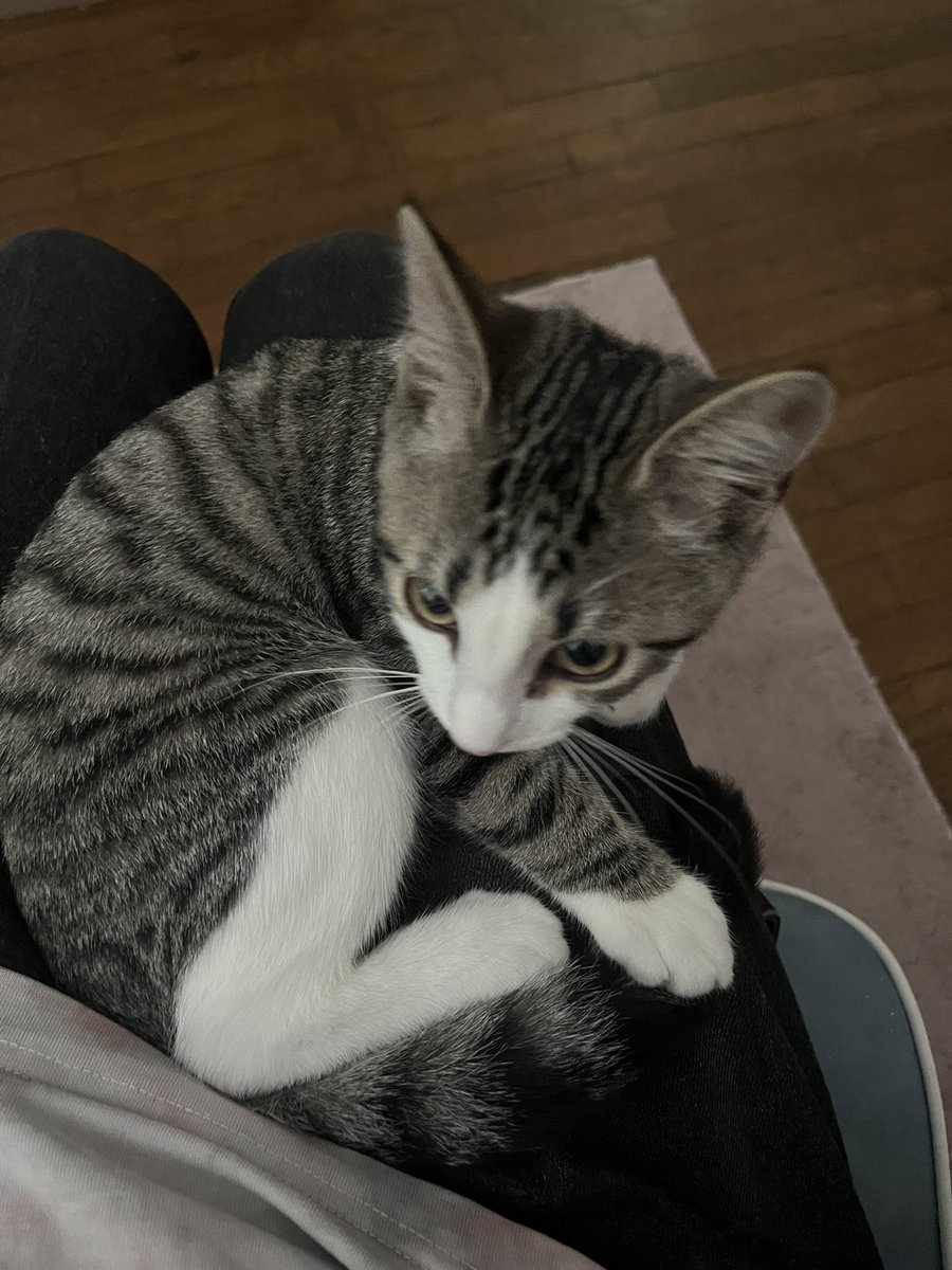 MatyLeGentiI's tweet photo. fusée chaton core #chat #cat #kitten #chaton https://t.co/gg6PLzX5xR