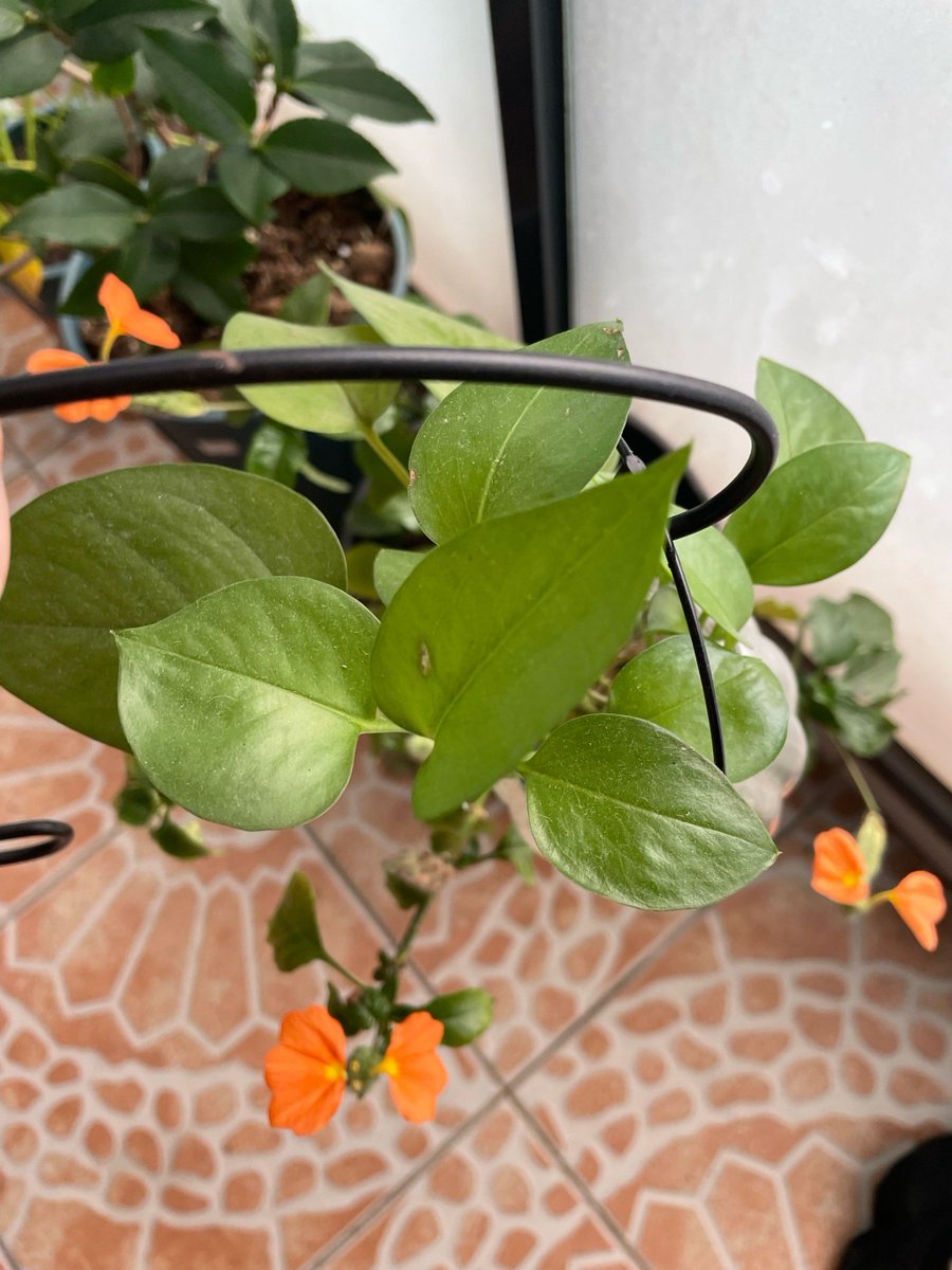 Khaaaaaki's tweet photo. Turn old mason jars into chic planters! Added small pebbles for drainage + a painted wood stand, now they brighten up my windowsill. Zero waste, total win! https://t.co/WcOCiyyfsa