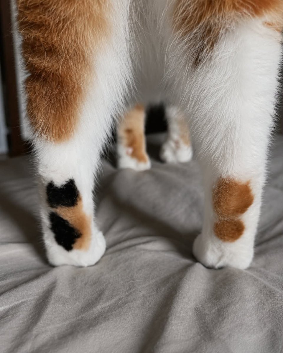 taroinagaki025's tweet photo. 足に子猫がくっついてるみたい🥰 https://t.co/ptEUvuxaCN