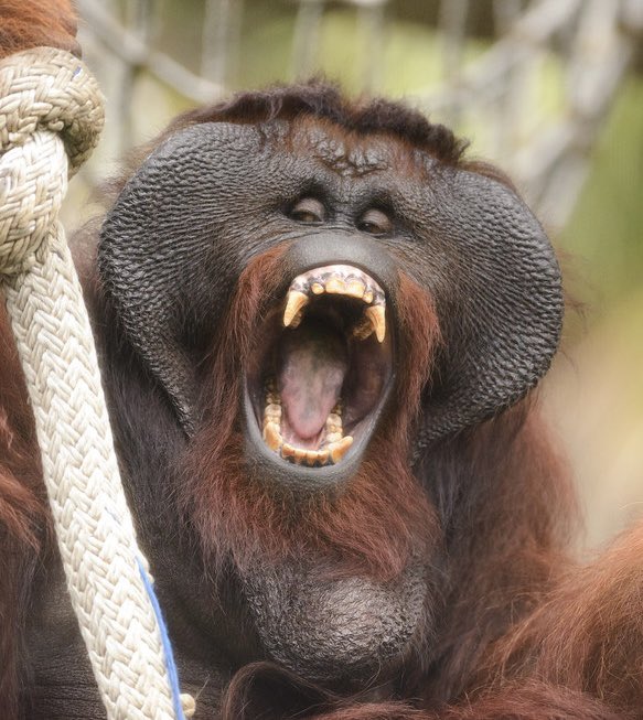 Visceral9000's tweet photo. Worst part about being a hominin is not having gnarly canine teeth like other primates.

Like I want to be able to disembowel and chew off the extremities of my enemies :[ https://t.co/m4QrSEEvOu