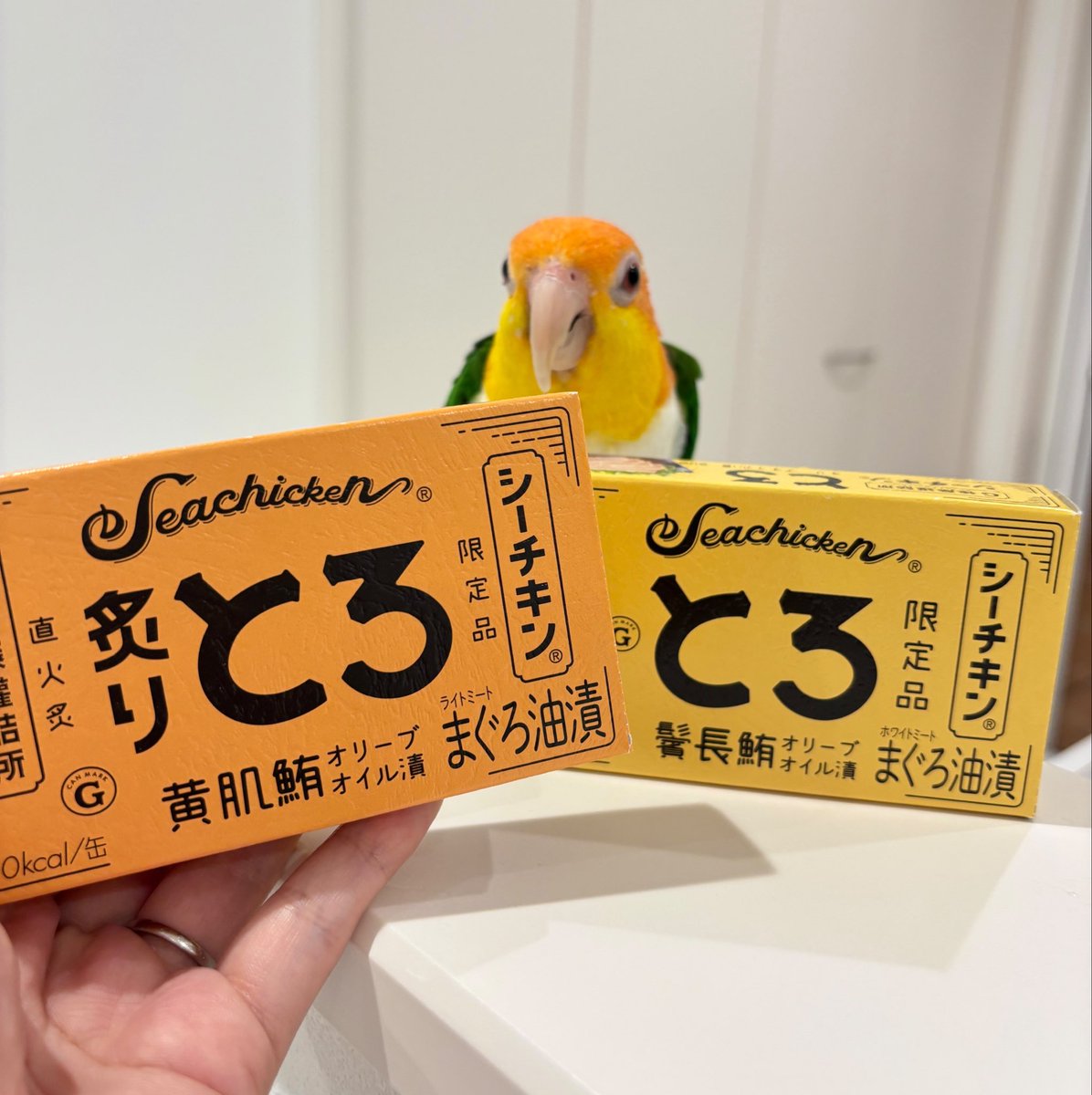 anz_omomiri's tweet photo. 🦜「私、鳥のとろろ！こっちは缶詰のとろ！」
色合いまで完全一致でおもしろいwwwww
#シロハラインコ https://t.co/uMEAgQ3Zk2