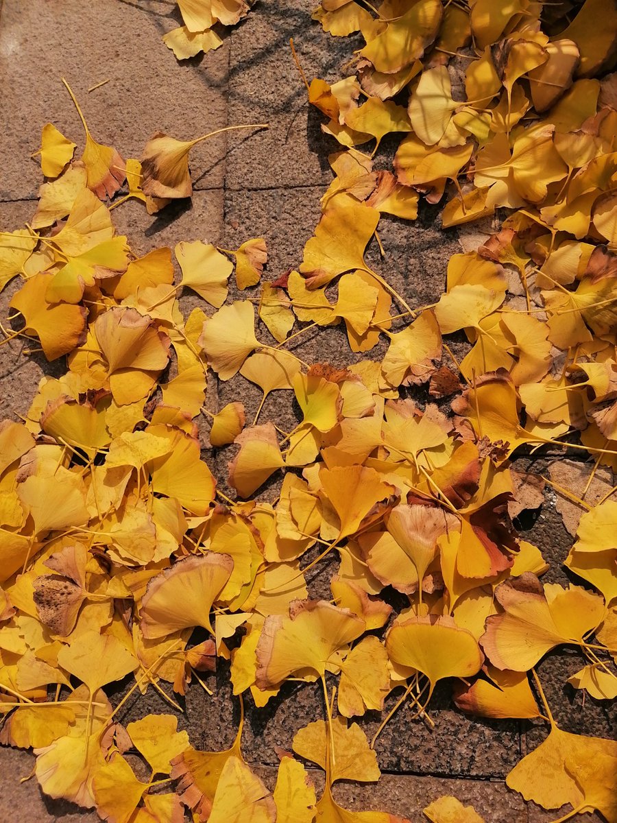macgredy's tweet photo. Lovely autumn breeze + golden leaves = perfect afternoon walks https://t.co/xKIhzqW20R