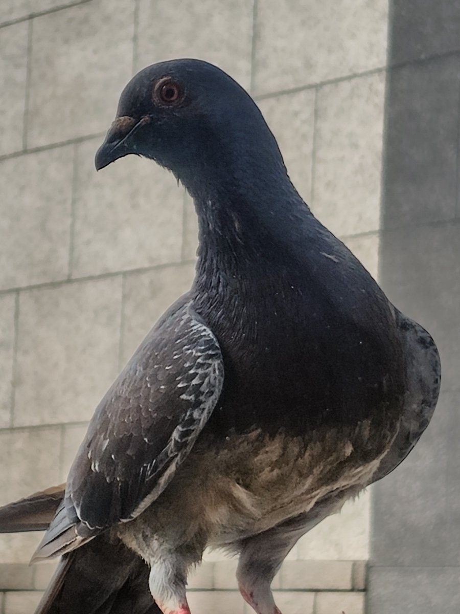 Flancy3624's tweet photo. カーテンを開けたら美鳩さん。
なんだか微笑んでいるような面持ち。

米津さん、新曲に「鳩」どうだろうか。
烏→夜鷹→NEW✨鳩✨なんてね🤣

＃ドバト
＃鳩 https://t.co/Ax5ZdiApUM