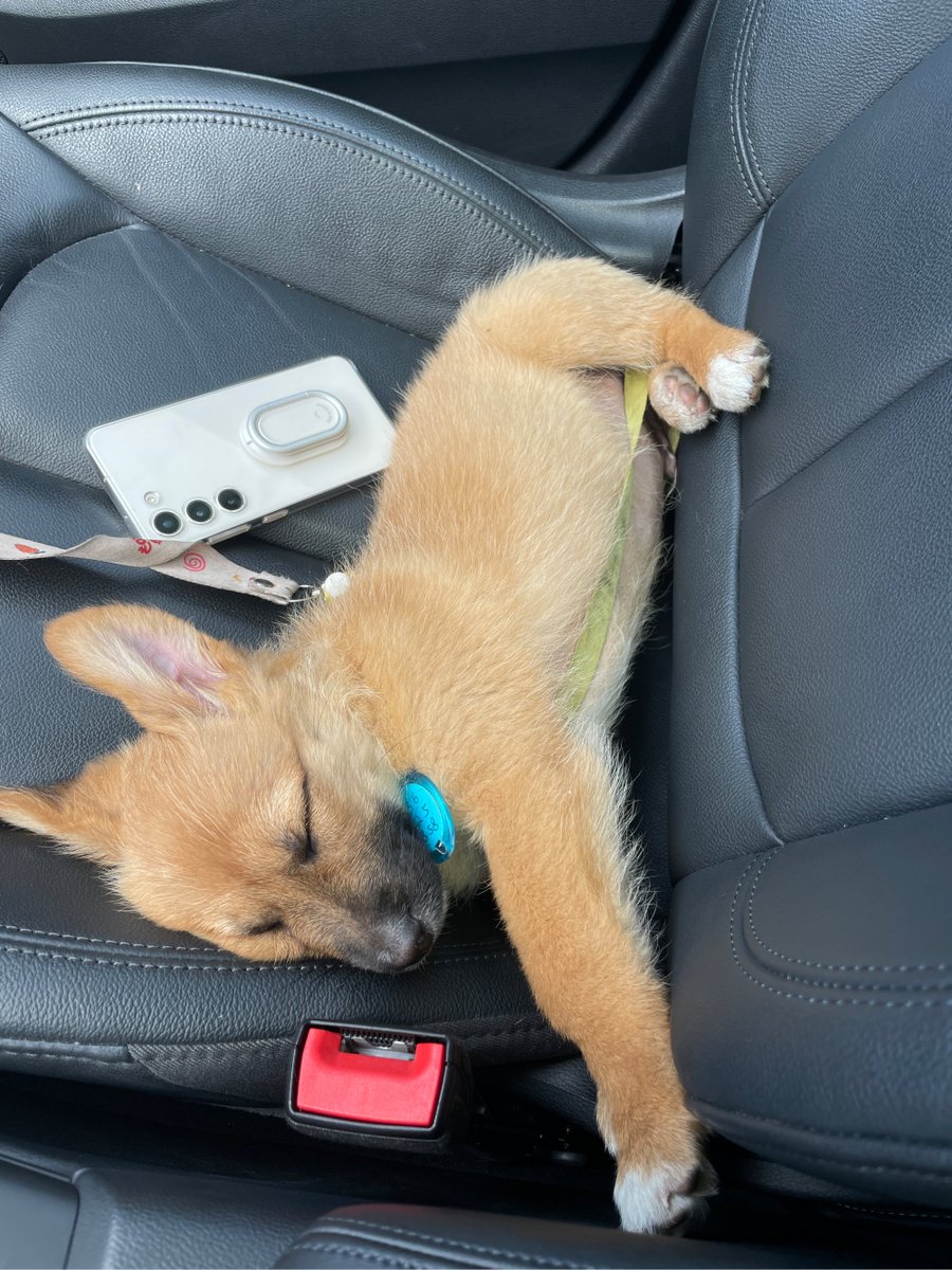 MioleMichellene's tweet photo. This little furball just turned 3 months old! From wobbly first steps to zooming around the living room like a tiny tornado, every growth milestone is my favorite.  #PetGrowthJourney https://t.co/LyEH5AIFDn