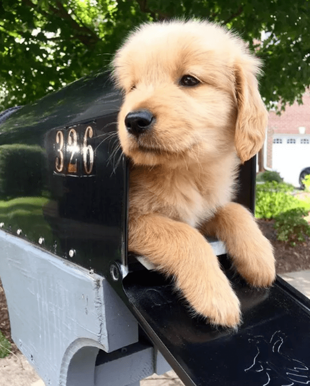 Gman13411's tweet photo. Cute pup Max just hit 6 months old and mastered "sit"! Watch tiny paws grow u0026 adventures unfold—every milestone is precious ， https://t.co/KHwJFURJra