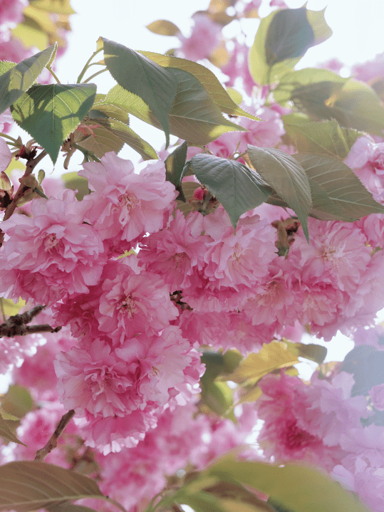 RempenaultA's tweet photo. Warm breeze, blooming cherry blossoms, and perfect 22°C today—spring has truly touched the whole city, making every step feel like a little dream. https://t.co/QVyjA76oMC