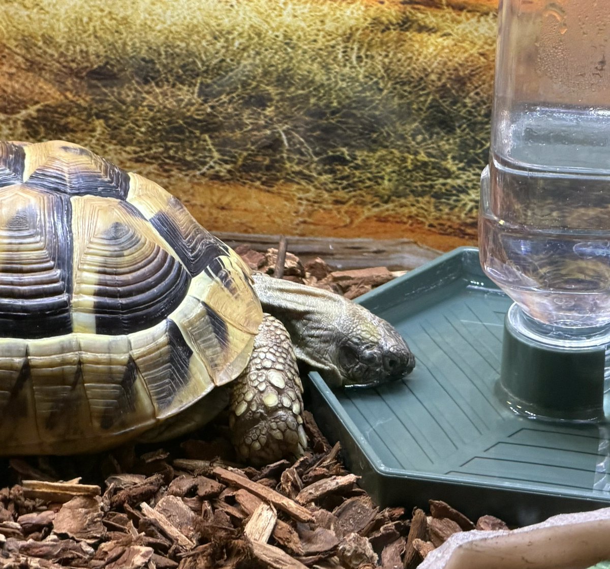 uribeaurel6t's tweet photo. Found at the watering hole
#Tortoise #365DaysWithJAMES https://t.co/Ib9E3SWcLn