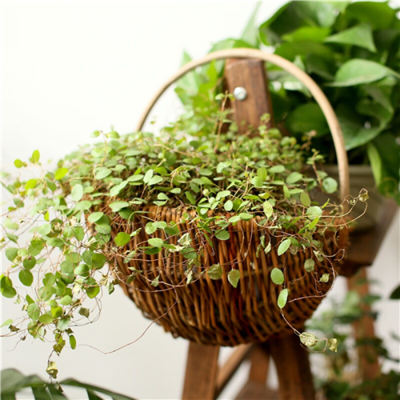 1212_7ocean's tweet photo. [Just finished this cute macramé plant hanger I twisted up this afternoon! Perfect for sprucing up my tiny apartment’s corner  #DIYCrafts #Macramé] https://t.co/HQsbdBTw8o