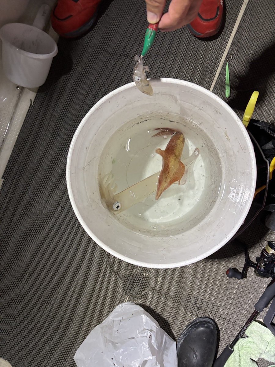 830c3oy's tweet photo. アカイカ後何回出船出来るかな🦑🎣
夕方5時出船　夜中2時まで粘り11杯🦑

最初サイズ小さいでしたが遊漁船居なくなった途端に大剣連発✨

#イカメタル
#オフショア
#直江津
#新潟
#日本海 https://t.co/A0GXJZVFVp