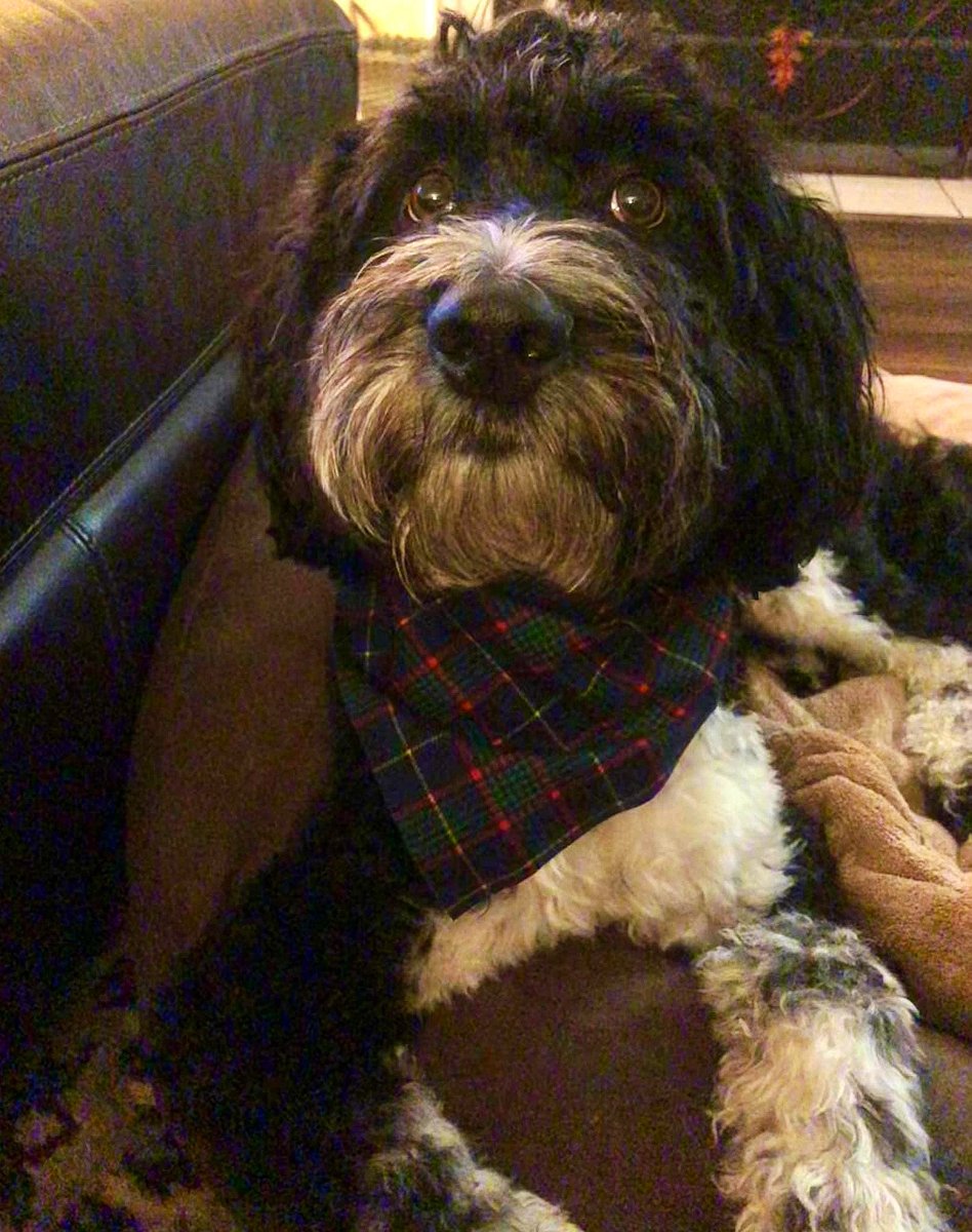 FirebirdBo's tweet photo. A happy 4th anniversary of “Gotcha Day” to my dood Ryder #AussieDoodle &amp; a happy 8th birthday to the old man, Marley #GoldenDoodle. These 2 guys bring a whole lotta smiles &amp; love to our home. So, blessed to have them in our family! 🙏 
#Dogs #DogLover https://t.co/vyrp5pqGrC