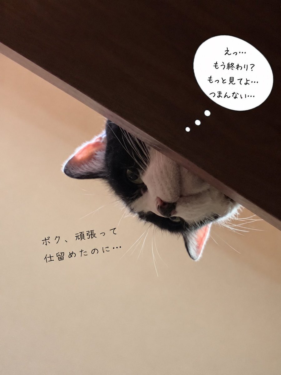 senka28's tweet photo. 蝉ファイナルを見つけたので捕食者本能で仕留めたシロちゃん。すかさず見ないフリをした。…ってチャピ夫に見せたら回答画像これ↓ https://t.co/X05u3D6nxy