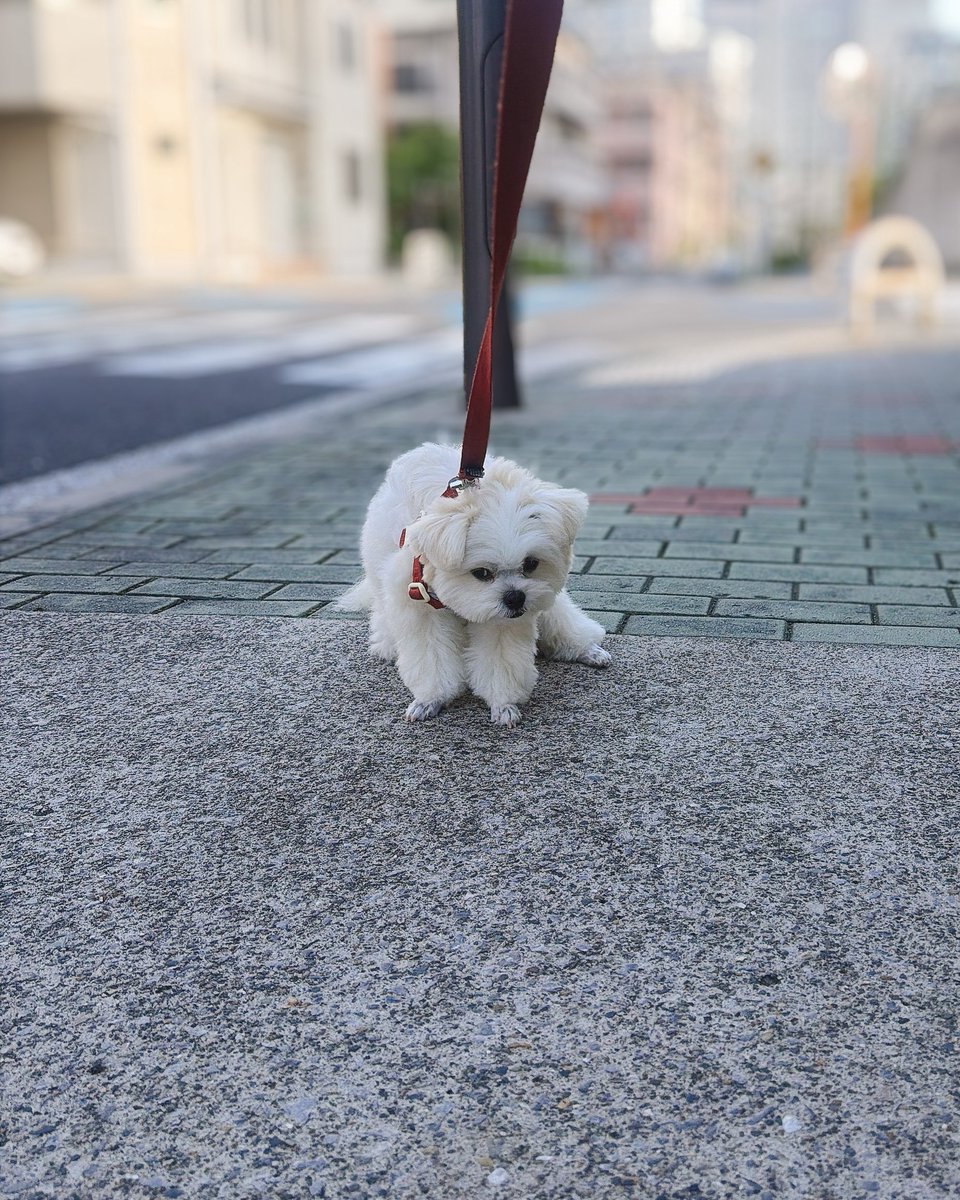 okomeisgoodgirl's tweet photo. 行きたい道に行けなかった犬の顔 https://t.co/l5hgwiDPrH